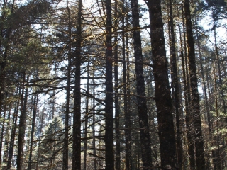 云南麗江旅游團(tuán)報價2021_云南麗江旅游多少錢一個人_云南麗江報團(tuán)旅游多少錢