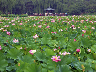 華東自由行旅游團(tuán)_華東旅游最佳路線_華東旅游團(tuán)