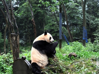 成都6日游_成都旅游行程安排_到成都跟团游
