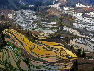 云南元陽梯田旅游組團(tuán)_云南元陽梯田自由行組團(tuán)_云南元陽梯田跟團(tuán)游與自由行