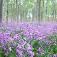杭州附近春季周末散心有哪些地方好去的,适合