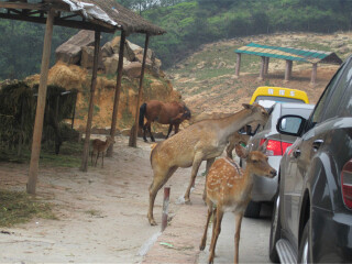 国庆节期间永川野生动物园的门票多少?从重庆