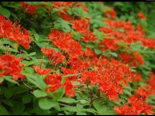 云南西雙版納自由行旅游團_現(xiàn)在到云南西雙版納旅游多少錢_云南西雙版納旅游報價