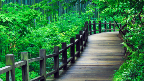 天目湖南山竹海