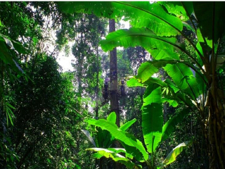 云南西雙版納自由行旅游團_現(xiàn)在到云南西雙版納旅游多少錢_云南西雙版納旅游報價