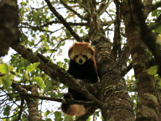 云南西雙版納特價旅游團報價_近期云南西雙版納游價格_現(xiàn)在去云南西雙版納旅游多少錢