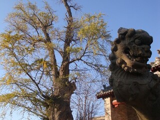 青島六日游多少錢_青島組團旅游_8月青島旅游