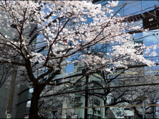 报团去日本旅游_旅行日本_春节到日本