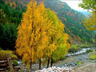 成都游花多少錢_現(xiàn)在去成都旅游多少錢_去成都旅游要多少錢