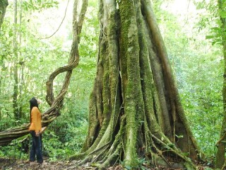 西雙版納特價旅游團報價_西雙版納旅游路線_以往國慶西雙版納游價格