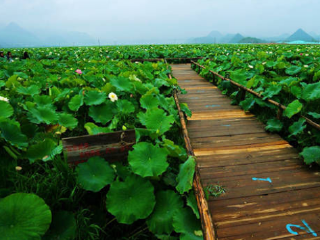 云南游跟團(tuán)_云南特價(jià)旅游團(tuán)報(bào)價(jià)_云南旅游組團(tuán)