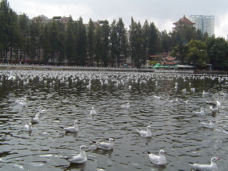丽江游跟团费用_跟团丽江游线路_10月丽江旅游