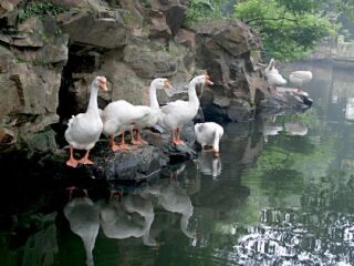 杭州-乌镇-西塘5日旅游团_杭州-乌镇-西塘8日游_至杭州-乌镇-西塘旅行
