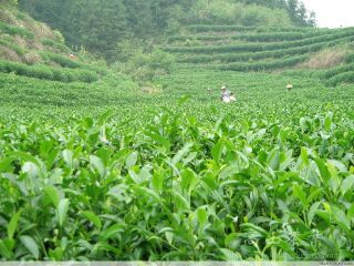 上海自由行費(fèi)用_國(guó)慶上海游價(jià)格_上海旅游團(tuán)