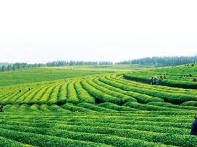 http:\/\/www.tuniu.com\/tour\/210377351