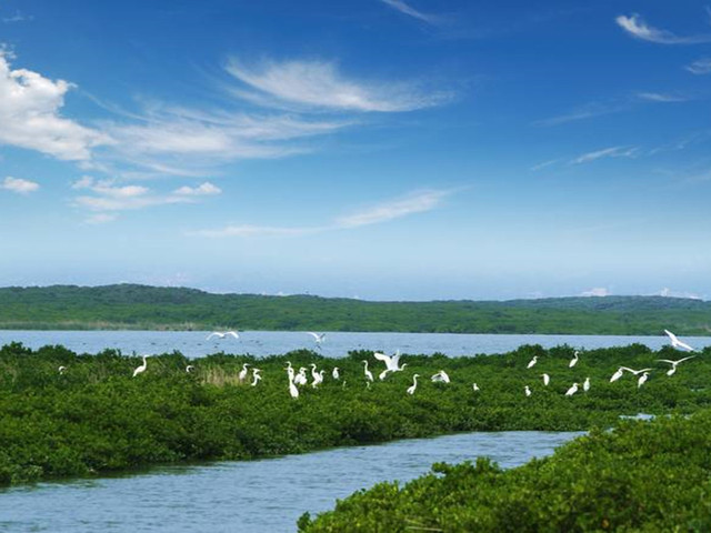            景点 · 海门岛红树林