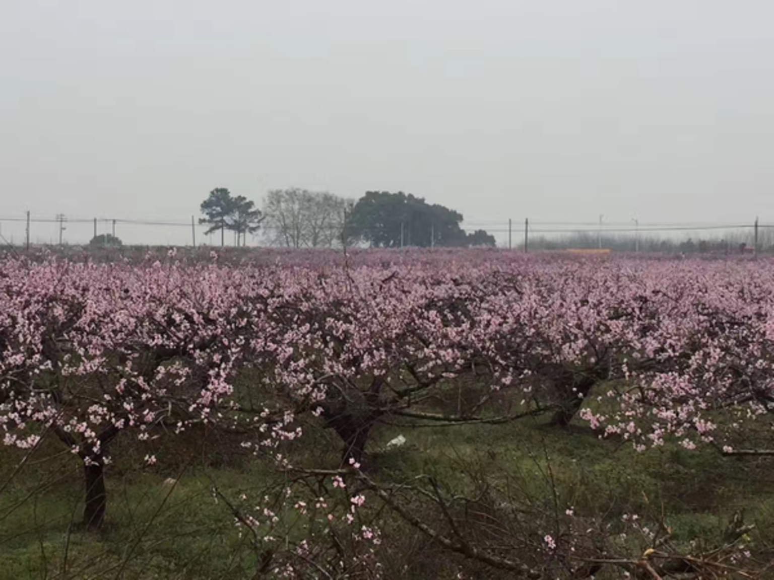 十里桃花盛开卓尔小镇桃花驿喜迎四海八荒游客