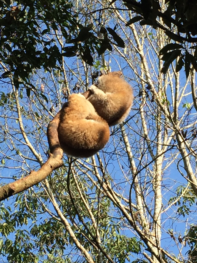 懒猴,你这么睡觉不会掉下来吗?