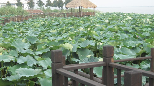  苏州1日 阳澄湖莲花岛品蟹 阳山温泉跟团二日游>一价