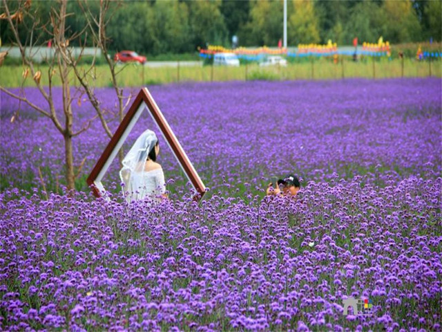 花语牧场