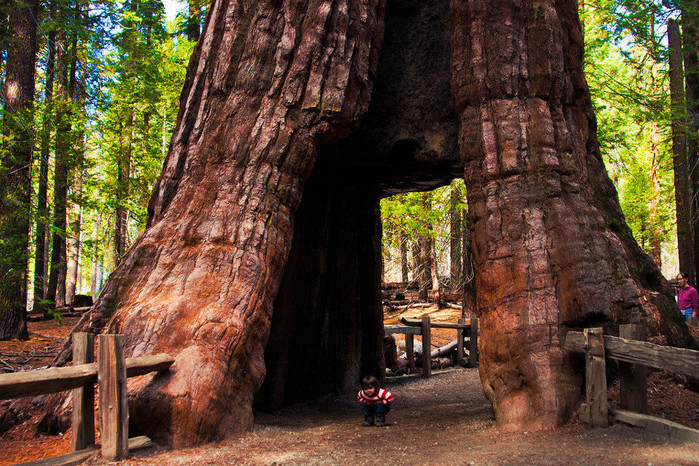 红杉树这种被称之为树中的"世界爷",树中巨无霸,经过数亿年的寻觅,不