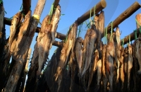 龙垈里黄太鱼庆典