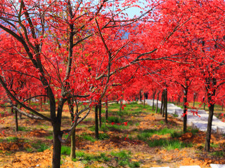  春天里的红叶-五洲园生态园林-赏红枫1日游>纯玩0购物,赏红叶