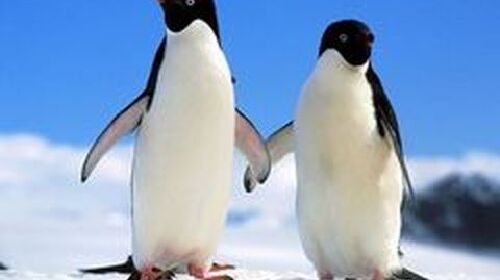 天津海昌极地海洋馆1日游 与海洋生物亲密接触