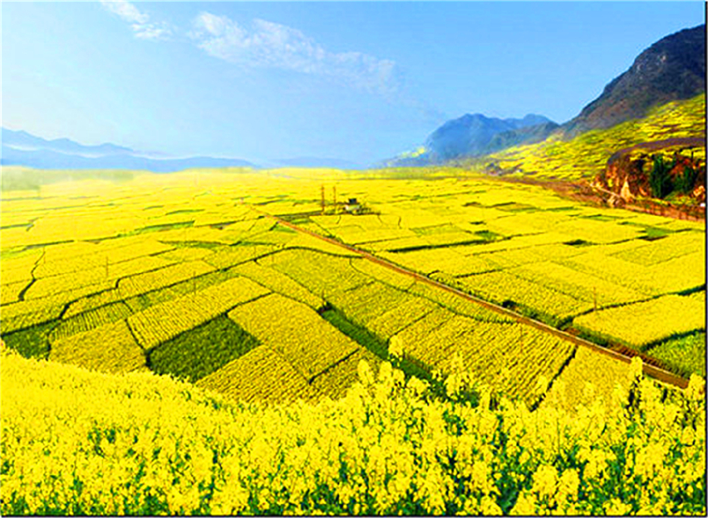 汉中油菜花景点,汉中油菜花海,汉中油菜花节_大山谷图库
