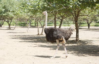 野生动物园游玩