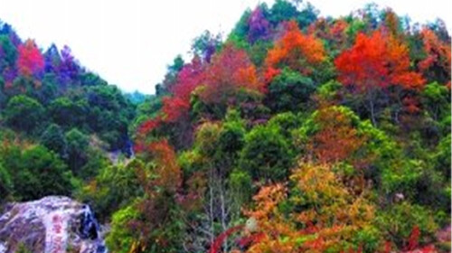 流溪河-云天海温泉-云髻山2日游>流溪河 温泉 枫叶图片