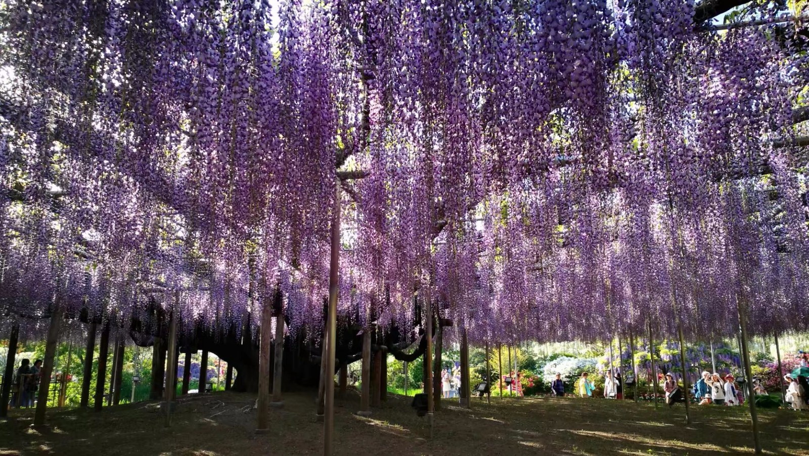 那些行走在路上的时光——日本小众之地--金枪鱼村和紫藤花园