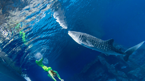 [圣诞] 珠海长隆海洋王国1日游 梦幻情侣 烟花幻