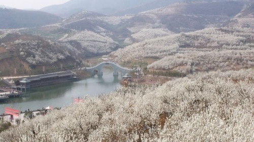  西乡樱桃沟赏花1日游>观赏魅丽樱桃花,品美味樱桃