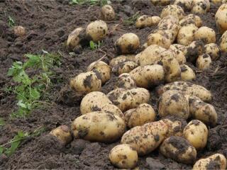 挖土豆机_挖土豆_挖土豆图片