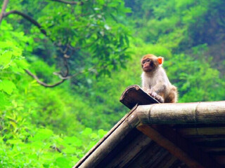 重慶三峽游花多少錢(qián)_重慶三峽旅游幾月份最合適_幾月份去重慶三峽旅游最好