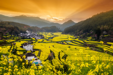 [五一]<黄山一地4日游>夜宿山顶观日出，舒适型住宿，纯玩0购物，（当地参团）