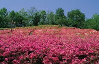 感受龙湾野生杜鹃花卉旅游节