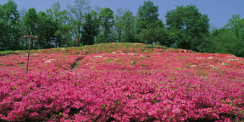 阜阳感受龙湾野生攻略花卉旅游节杜鹃_吉林游吉林八里河风景区一日游攻略图片