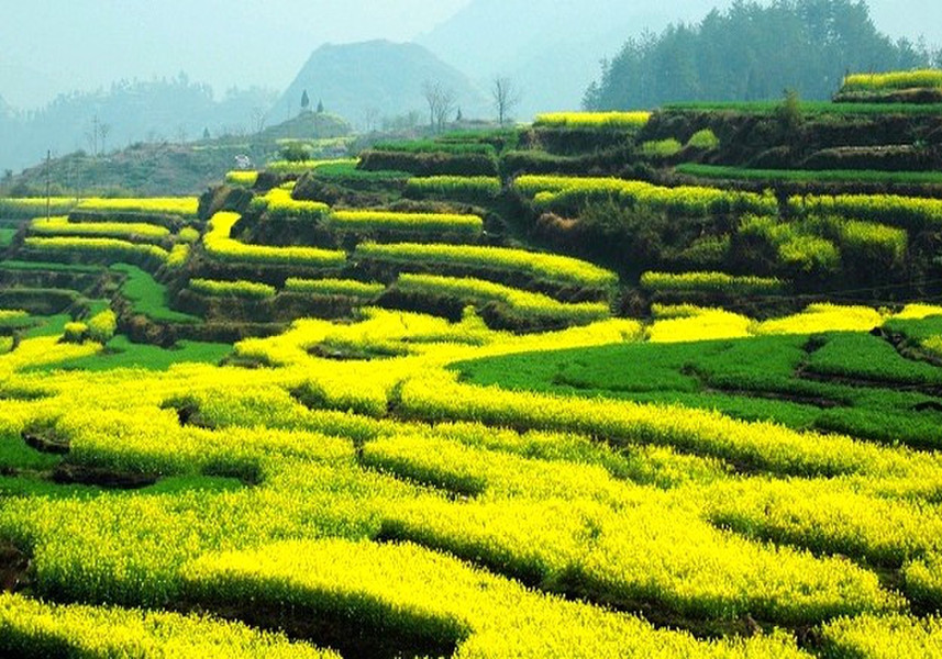  绩溪龙川-家朋赏花-地主庄园特惠2日游>含门票,全程徽派古村落,春季