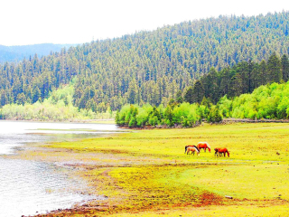 云南香格里拉高端品質(zhì)旅游團(tuán)_去云南香格里拉報(bào)團(tuán)多少錢_云南香格里拉旅游要多少錢2021