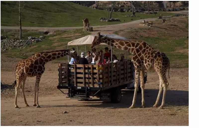 san diego zoo safari park野生动物园