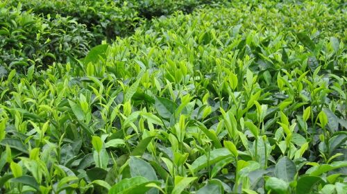普洱茶叶图片