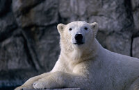 畅游圣地亚哥动物园