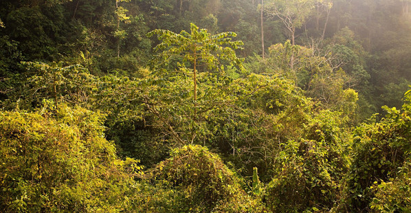 越南热带雨林
