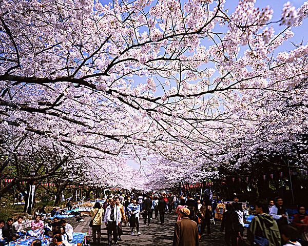 关于日本樱花节的介绍_日本樱花节的由来_日本樱花节游玩攻略