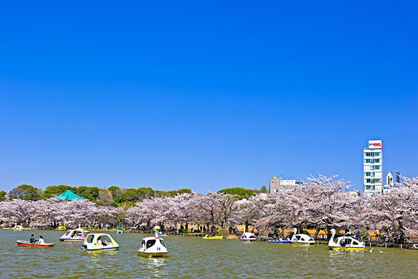 日本樱花什么时候开_日本樱花的开放时间_日