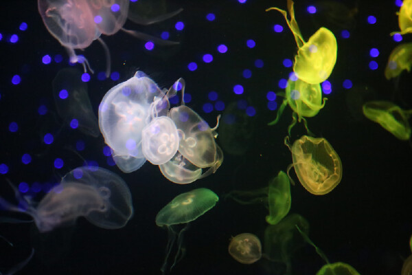 上海海洋馆4月天气怎么样_上海海洋馆4月穿衣