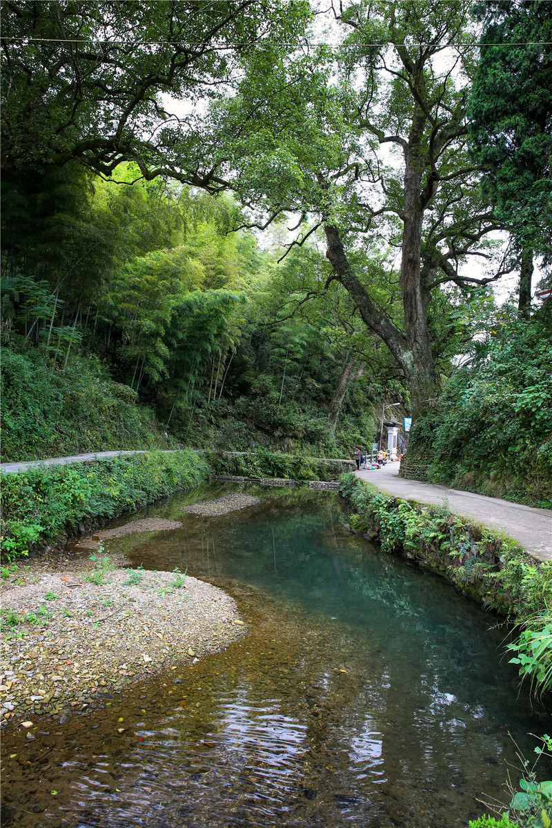 村口的大樟树.           