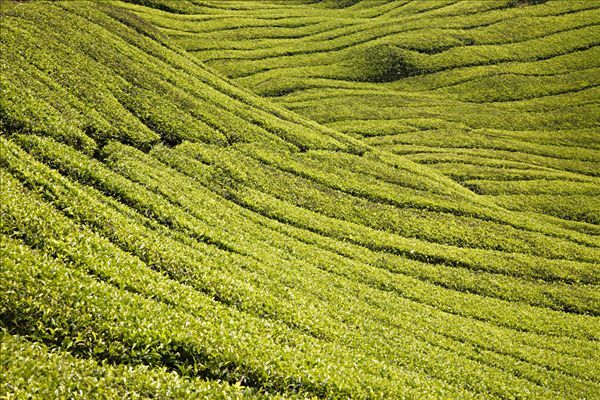 马来西亚有什么好玩的_槟城怎么样_槟城好玩